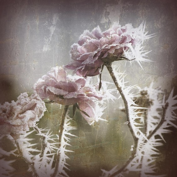 B.Bruno. Frozen Roses