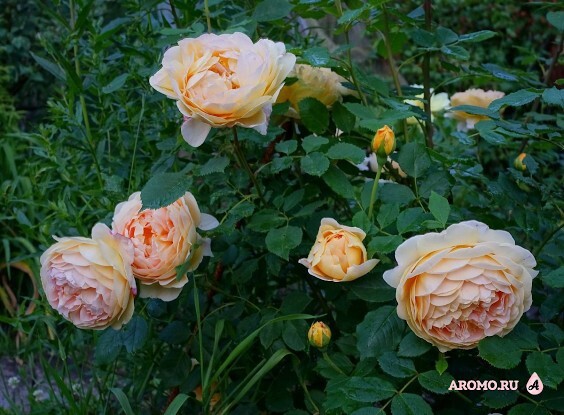 Golden Celebration (David Austin roses)