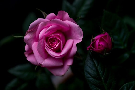 Стихи о розе, розах