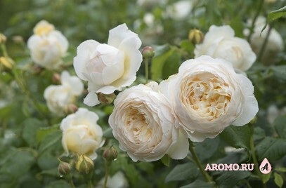 Claire Austin (David Austin roses)