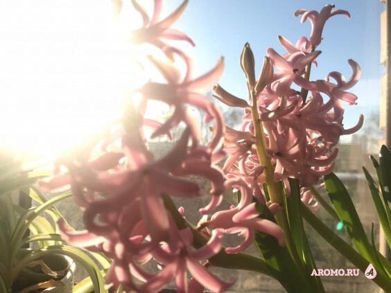 Какой аромат подходит: