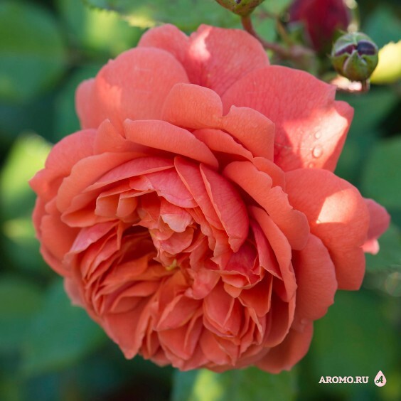 Summer Song (David Austin roses)