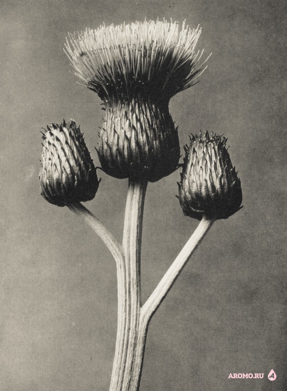  Карл Блоссфельдт «Чертополох. Головки цветов» 1928