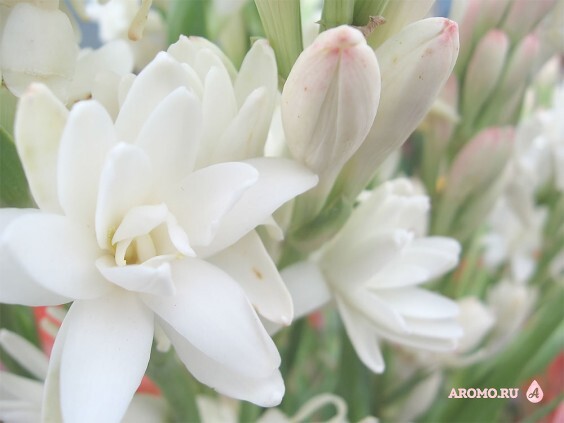 Love tuberose amouage. Смотреть фото Love tuberose amouage. Смотреть картинку Love tuberose amouage. Картинка про Love tuberose amouage. Фото Love tuberose amouage
