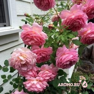 jubilee Celebration (David Austin roses)