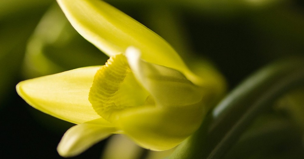 Орхидеи, соль и ветер с моря: L'Artisan Parfumeur выпустят Couleur Vanille