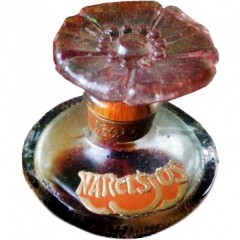 Maiton Narcissus