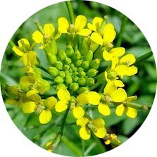 Ноты в ароматах