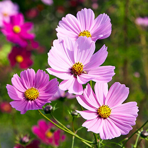 Ноты в ароматах