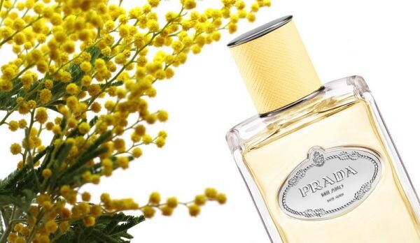 Infusion de Mimosa от Prada