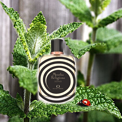 Mentha Religiosa от Dear Rose