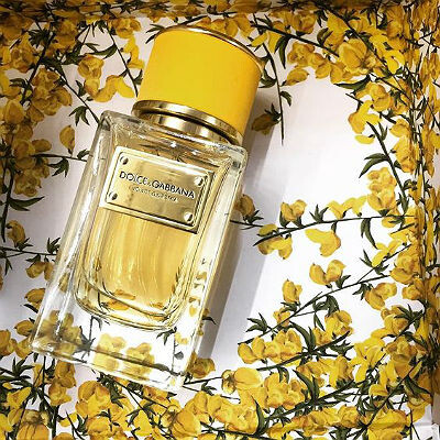 Velvet Ginestra от Dolce & Gabbana