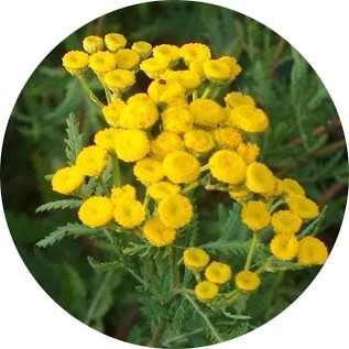 Ноты в ароматах