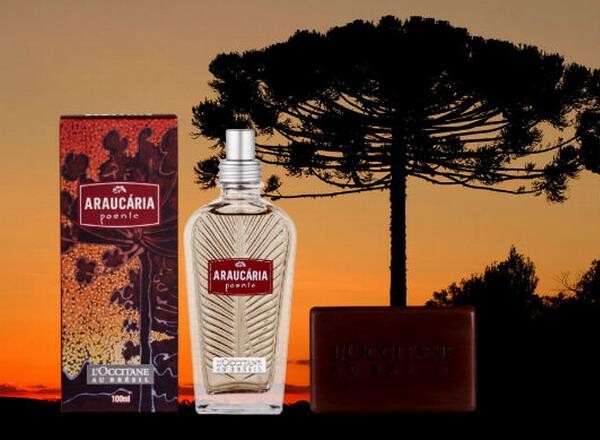 Araucaria Poente от L`Occitane en Provence