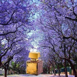 Jacaranda от M. Micallef