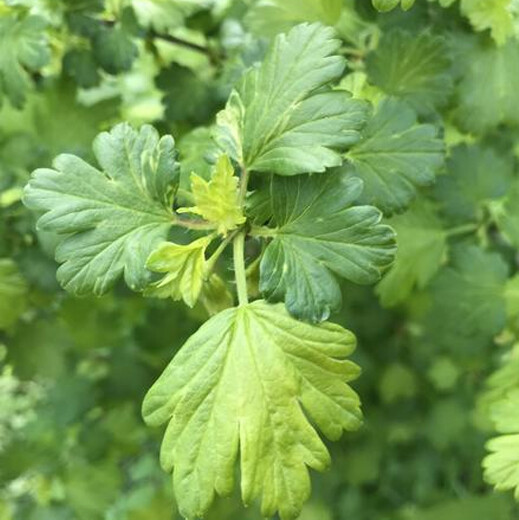 Ноты в ароматах