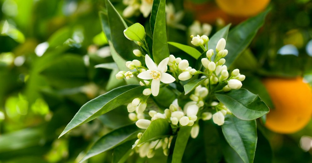 Xerjoff выпустят лимитку совместно с ритейлером Campomarzio70