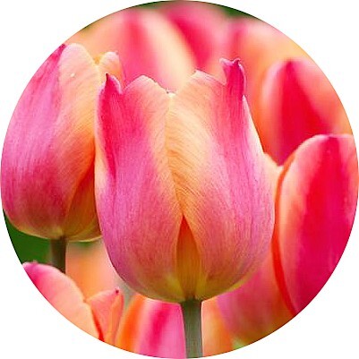 Ноты в ароматах