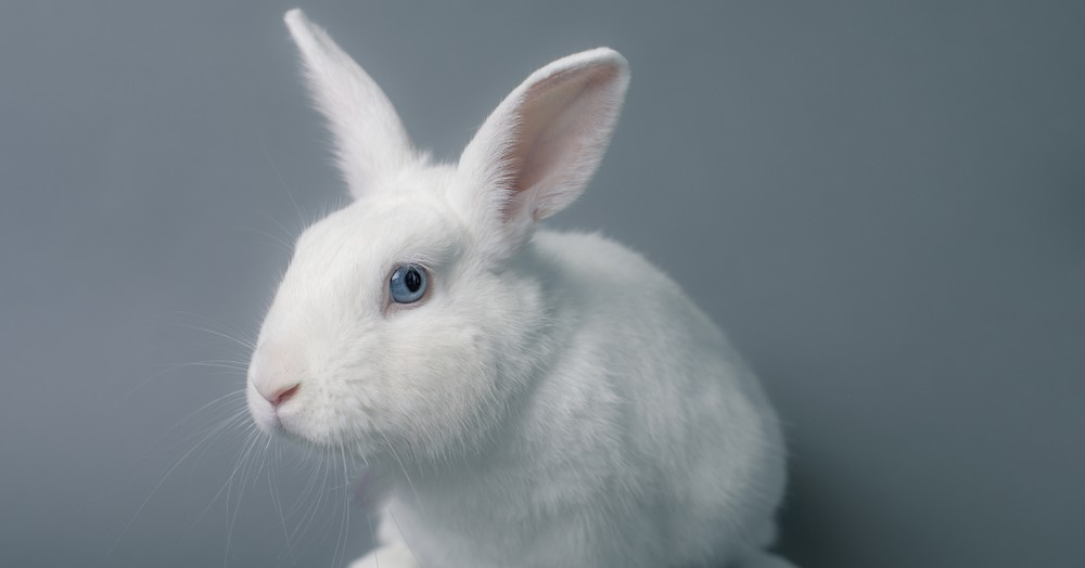 Estée Lauder откажется от тестирования косметики на животных 