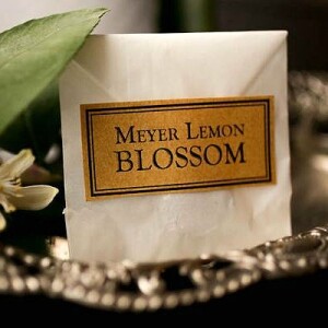 Meyer Lemon Blossom от For Strange Women