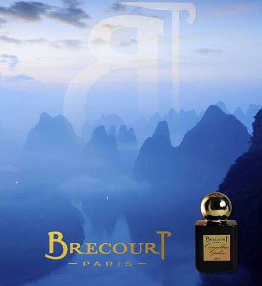 Osmanthus Guilin от Brecourt