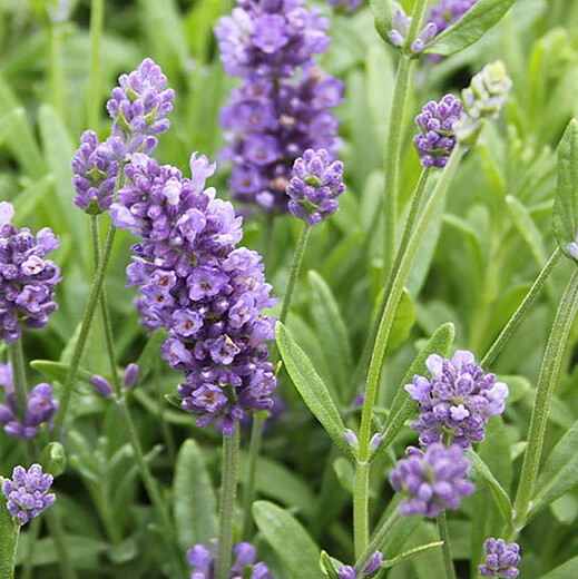 Ноты в ароматах