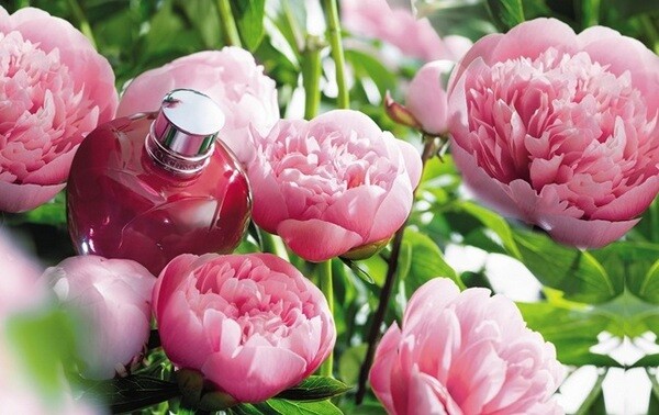Pivoine Flora 2015 от L`Occitane en Provence