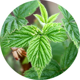 Ноты в ароматах