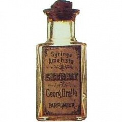 Dralle Syringa Amatista