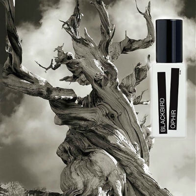 Ophir от Blackbird