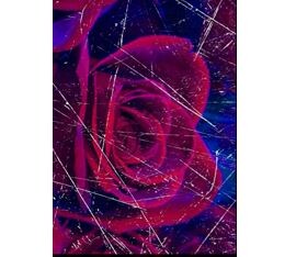 2_picture_red rose.jpg