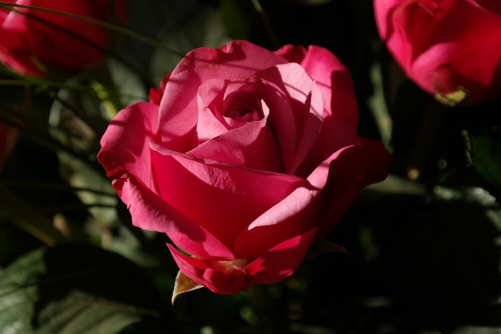 rose-232114_1920.jpg