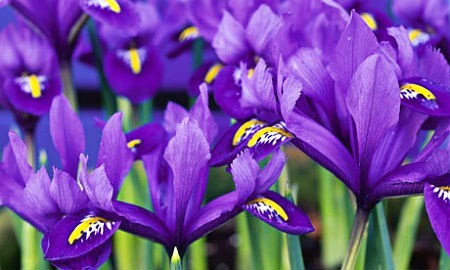 iris.jpg