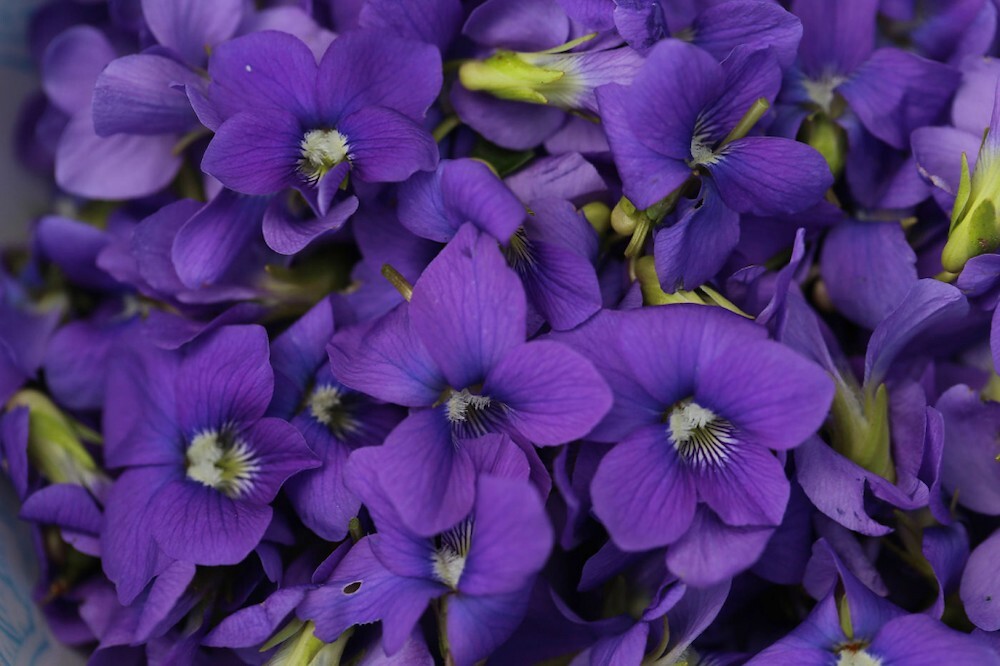 Violet-blooms.jpg