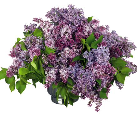 1сирень.png 1сирень.png