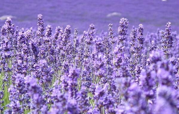 2_1_Lavanda.jpg