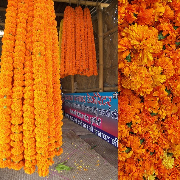 marigoldinspiration.jpg