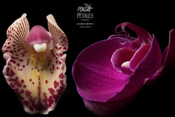 2_Euphorium Brooklyn_Petales_picture.jpg