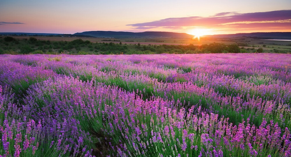 natural-fragrances-banner.jpg
