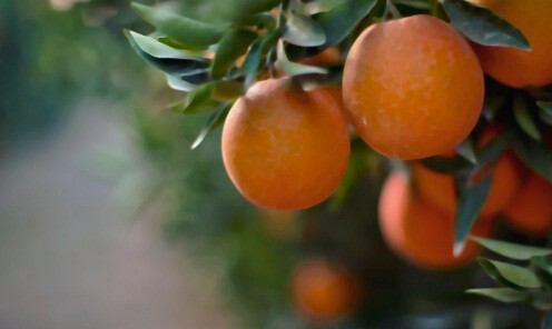 5_Orange Blossom_picture.jpg 5_Orange Blossom_picture.jpg