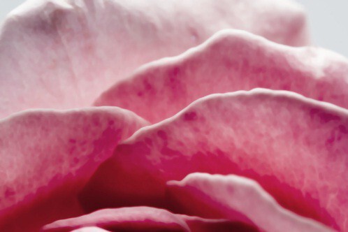 4_Wild Rose_picture.jpg 4_Wild Rose_picture.jpg