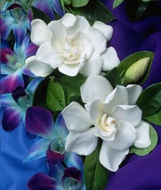 Gardenia_flowers.jpg Gardenia_flowers.jpg