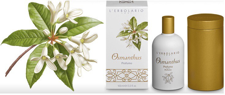 2_4_Osmanthus_poster.jpg