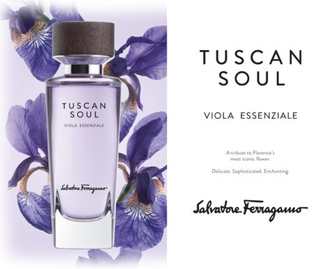 4_Tuscan Soul Viola Essenziale.jpg 4_Tuscan Soul Viola Essenziale.jpg