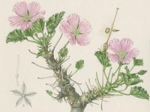 plant_Sarcaulon Mossamedensis.jpg