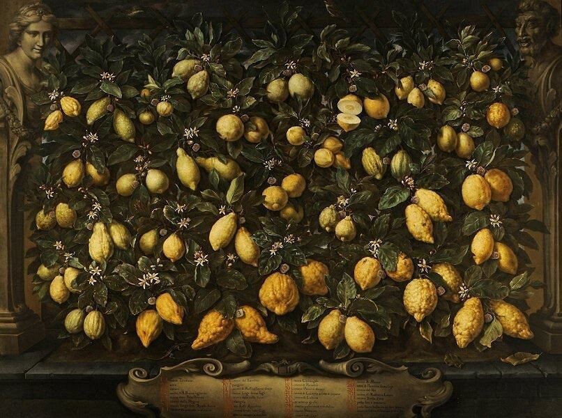 «Лимоны», Бартоломео Бамби. 1717. 219806bdda673d4d76c77ca871434aba.jpg