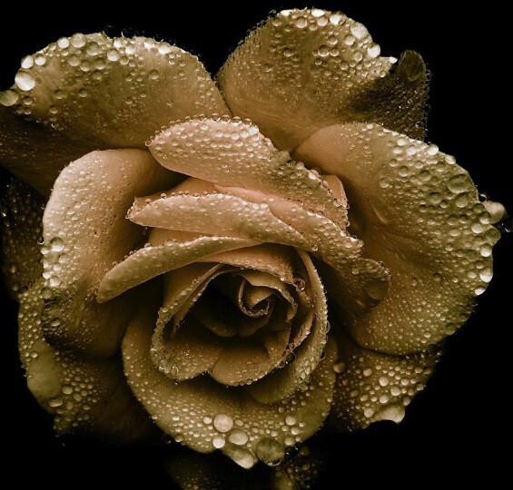 Sarah Horowitz Parfums_Rose Gold_picture.jpg