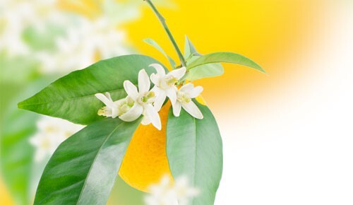 Houbigant Orangers en Fleurs1.jpg