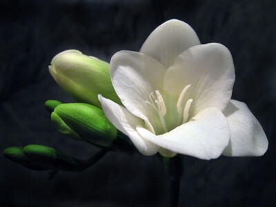 0_1438c_481881ae_XL (400x300).jpg 0_1438c_481881ae_XL (400x300).jpg