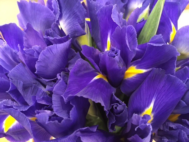 2_Fragonard Iris_picture.jpg 2_Fragonard Iris_picture.jpg